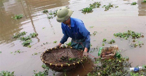 Người dân vùng đầu nguồn có thu nhập khá từ nghề đặt cua đồng