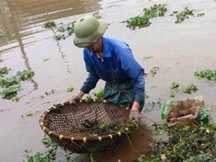 Người dân vùng đầu nguồn có thu nhập khá từ nghề đặt cua đồng