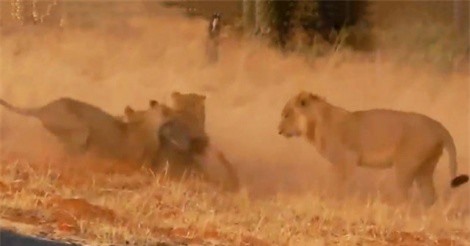 Clip: Thiếu cảnh giác, lợn rừng bị bầy sư tử sát hại