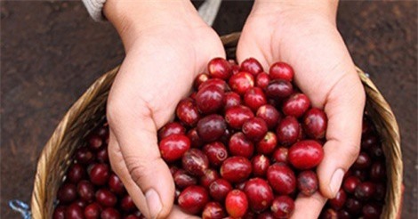 Giá nông sản hôm nay 7/8: Giá cà phê khởi sắc, giá tiêu vẫn chưa ngừng "rơi"