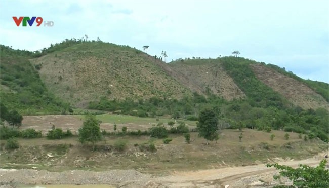 Gia tăng lũ lụt do khai thác trắng rừng trồng