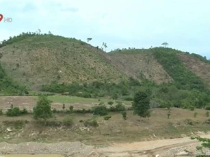 Gia tăng lũ lụt do khai thác trắng rừng trồng