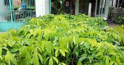 "Gió đổi chiều” trên thị trường cây cao su giống, nông dân khó gỡ vốn