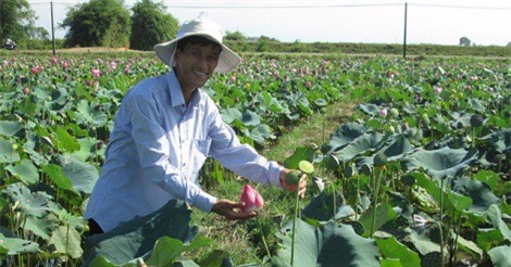 Làm giàu ở nông thôn: Trên sen, dưới cá khấm khá mấy hồi