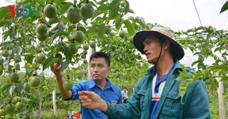 Làm giàu từ cây ăn quả ở vùng đất khó Cư Êlang