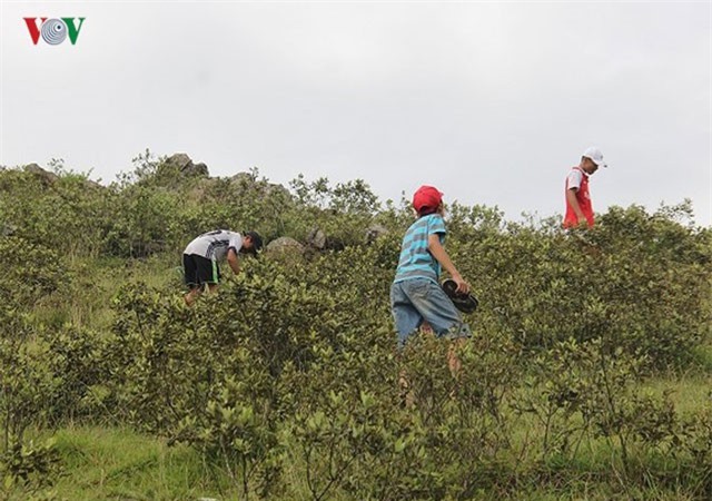 Lên đồi hái sim rừng mỗi ngày kiếm tiền triệu