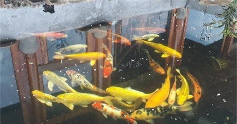 Ngắm đàn cá Koi bạc tỷ độc nhất Sơn La