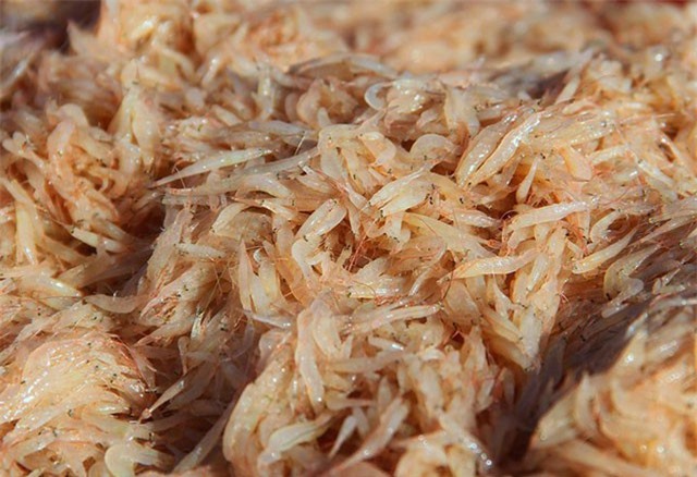 Ngư dân Hà Tĩnh trúng mùa ruốc, thu tiền triệu mỗi ngày