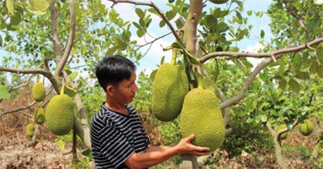 Thu hàng tỷ đồng nhờ trồng mít Thái da xanh xen cây chanh