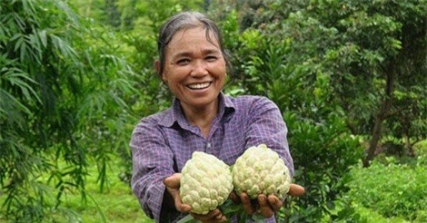 Thủ phủ na Chi Lăng nhộn nhịp mùa thu hoạch