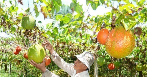 Tỉ phú nông dân... đa canh