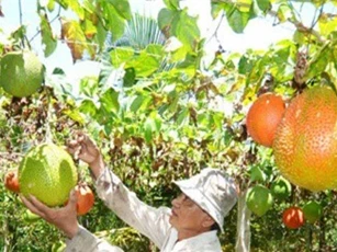 Tỉ phú nông dân... đa canh