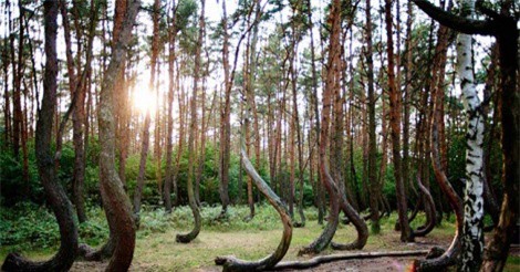 Choáng với những khu rừng "dị" đầy ma quái