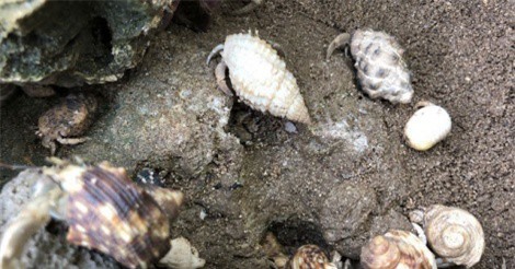 Nhà giàu Việt 'săn' ốc mượn hồn làm 'thú cưng'