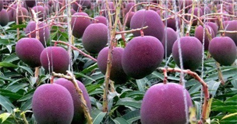 Tận mục quy trình trồng giống xoài đắt nhất thế giới