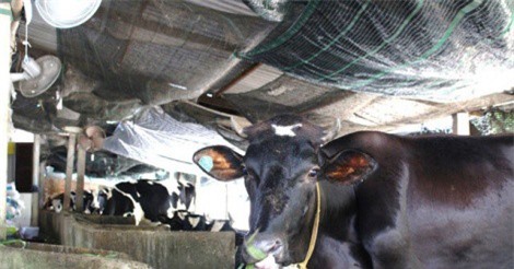 BẢN TIN TÀI CHÍNH-KINH DOANH: Nông dân bán bò chịu lỗ vì giá sữa chỉ còn 7.000 đồng/kg, kinh doanh dịch vụ đòi nợ phải có vốn tối thiểu 2 tỷ đồng