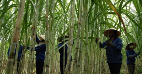 “Đường kính nhập lậu phá nát doanh nghiệp mía đường Việt Nam”