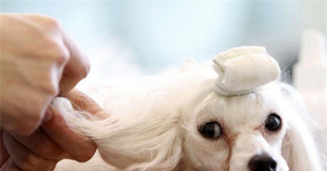 Dịch vụ chăm sóc sắc đẹp cho thú cưng nhộn nhịp ngày Tết